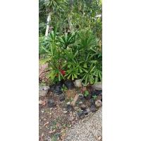 ราคา ต้นกะพ้อสำหรับนำไปปลูก ความยาว 20-40 cm (20871897817)