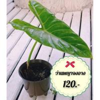 ราคา ต้นว่านนิยมปลูก พญาจงอาง (13146852871)