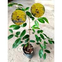 ราคา ต้นรวงผึ้ง ไม้มงคล ปลูกประดับ ให้ร่มเงา (25194968203)