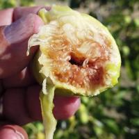 ราคา 10 เมล็ด มะเดื่อฝรั่ง Figs สายพันธุ์ BTM6 มะเดื่อฝรั่ง ลูกฟิก (11216820189)