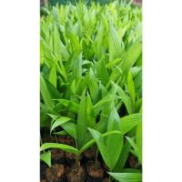 ราคา ต้นพันธุ์ หมากสง ถุงดำพร้อมปลูก 39บาท หมากสูง หมากทานได้ ต้นหมาก หมากเคี้ยว หมากต้นสูง หมาก หมากกินกับพลู มีสรรพคุณ (55753352764)