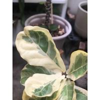 ราคา ไทรใบสักด่าง / Fiddle leaf fig variegated (9659524043)