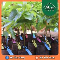 ราคา [6ต้น] ต้นอโวคาโด้ อโวคาโด อาโวคาโด้เสียบยอด (จำนวน 6 ต้น) (9055369122)