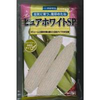 ราคา Hokkaido Pure white (SP) แพคใหญ่ 2000 เมล็ด เมล็ดพันธุ์ข้าวโพดหวานนมสด ทานดิบ ซองแท้ นำเข้าจากญี่ปุ่น (7654188294)