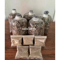 ราคา ชุดเพาะเห็ดฟาง เชื้อ 5 ก้อน + อาหาร 5 ถุง +คู่มือ (29981058503)