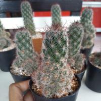 ราคา Mammillaria beneckei (cactus) แมมหนามตะขอ ดอกสีชมพู (2867097579)