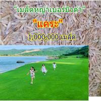 ราคา ขายส่ง 1,000,000 เมล็ด เมล็ดหญ้าเบอร์มิวด้าแคระ หญ้าเบอร์มิวด้า Bermuda Grass หญ้าแพรก สนามหญ้า พืชตระกูลหญ้า พันธ์หญ้า (41151683982)