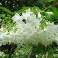 ราคา ้ต้นโมกสูง 1.มต้นละ120บาท (8343015275)