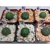 ราคา ต้นแคคตัส แคคตัสแอสโตร พร้อมกระถาง (7536386209)