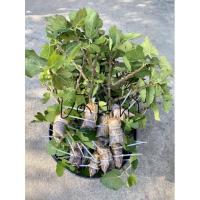 ราคา กิ่งตอน มะเดื่อฝรั่ง Masui dauphine B5(1 กิ่งตอน) (6375336942)