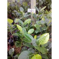 ราคา ต้นพันธุ์ขนุนแดงสุริยากิ่งทาบ (7252897420)