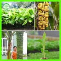 ราคา [ต้นไม้ที่ออกผลผิด] ต้นกล้วยมาฮอย ไม้ผลนำเข้า ต้นกล้าสูง 35-50 ซม. พันธุ์แท้สุขภาพดีปลูกง่าย (22829987721)
