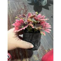 ราคา ต้นฤาษีผสม ฤาษีผสม ไม้มงคลหายาก สวยๆ ถุง 2 นิ้ว (8803600928)