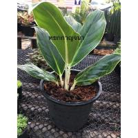 ราคา ต้นหยกกาญจนา หรืออโกลนีมา ในกระถาง 8 นิ้ว (6461855490)