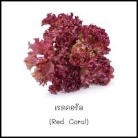ราคา เมล็ดเรดคอรัล (Red Coral) 100 เมล็ด [10 แถม 1 คละได้] (11488969956)