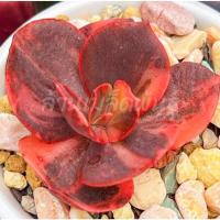 ราคา เมล็ดพันธ์ไม้อวบน้ำหายาก Succulent (18275758760)