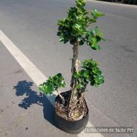 ราคา ต้นไทร ช้อนเงิน ช้อนทอง (7616051757)