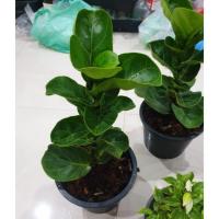 ราคา ไทรใบสักแคระ ไม้ฟอกอากาศ (2309910519)