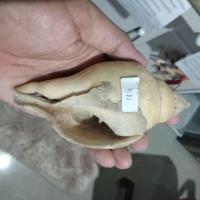 ราคา หอยสังข์อินเดีย สังข์ฟอสซิล สังข์รดน้ำ ขนาด 5 นิ้ว (26954339504)