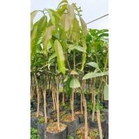 ราคา มะม่วงเขียวเสวยผลไม้ไทย (25268856289)