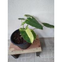 ราคา ฟิโลเดนดรอน เบอร์เบิ้ลมาร์คด่าง#ฟิโลเดนดรอน (8956142963)