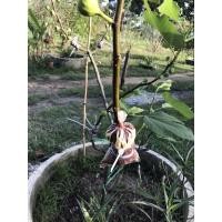 ราคา กิ่งตอนมะเดื่อฝรั่ง Figs สายพันธุ์ Horai Japan (10168492253)