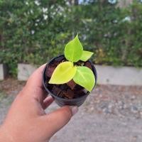 ราคา Philodendron moonlight ต้นกุมารทองเรียกทรัพย์. (ได้ต้นตรงปก) (27354874235)