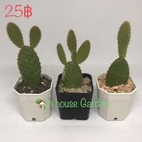 ราคา หูกระต่าย มิกกี้เมาส์ Opuntia microdasys (9681409662)