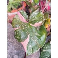 ราคา เสน่ห์จันทร์ ประกายดาว ด่างชมพู (จากต้นแม่ฟอร์มสวยด่างสวย) (6778460831)