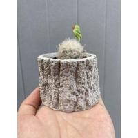 ราคา กระถางแคคตัส กระถางลายตอไม้เล็ก กระถางจิ๋ว กระถางปูนเปลือย (3835330584)