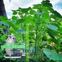 ราคา ตำแยแมว หรือ กัญชาแมว 6 ต้น(ออแกนิค ไร้สารพิษ )แพคใสขวดน้ำ 1. 25 L. ต่อชุด (7542551257)