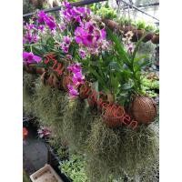 ราคา กล้วยไม้หวายแคระ ลูกตีนเป็ดพร้อมเคราฤๅษี (6469101180)