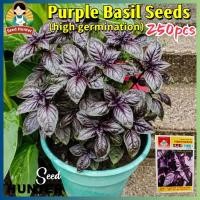ราคา เมล็ดพันธุ์ โหระพา สีม่วง โหระพาอิตาเลี่ยน เมล็ดแมงลัก Purple Italian Basil Seed Herbs Seeds 250เมล็ด เมล็ดพันธุ์ผัก (27282552482)