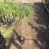 ราคา ต้นไผ่เลี้ยงหวานหรือไผ่เลี้ยงสามฤดู ขนาด60-80ซม.ปลูกง่ายต้นพร้อมแตกหน่อ (29473318452)