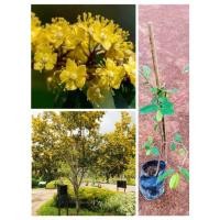 ราคา ต้นรวงผึ้ง ดอกสีเหลืองติดดอกดกกลิ่นหอม สูง 60-70ซ.ม แบบกิ่งตอน (29154120310)