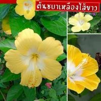 ราคา ต้นชบา ชบาแต่งสวย ต้นชบา ดอกใหญ่ สีเหลืองไส้ขาว ต้นชบา (18973977464)