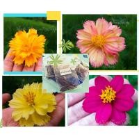 ราคา ดาวกระจาย แฟนซี ดาวกระจายซ้อน ดาวกระจายคละสี (30เมล็ด) (4818855531)