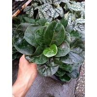 ราคา ไทรใบสักแคระ ขนาดกระถาง 4 นิ้ว (16572933552)