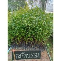 ราคา ต้นตะเคียนทอง ไม้ป่า ไม้เศรษฐกิจ ขนาด 40 cm.ขึ้นไป (16761310592)