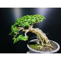 ราคา บอนไซเพรมน่าใต้หวั่นเกาะหิน ✅พร้อมส่ง✅ สินค้าตามรูป (29655921910)
