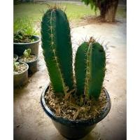 ราคา กระบองเพชร คอนโดนางฟ้า คอนโดนางฟ้ายักษ์ ปราสาทนางฟ้า เส้นผ่สนศูนย์กลางลำต้น 2.5 นิ้ว ขึ้นไป สำหรับจัดสวน ตัดตอสด (4493683408)