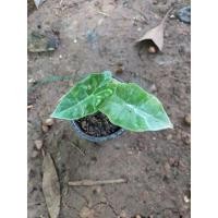 ราคา ว่านพญาจงอาง #ไม้มงคลต้น ว่านพญาจงอาง ไม้โบราณนิยมปลูกไว้ริมบ้านกันงู กันสิ่งไม่ดีเข้าบ้าน (13912876211)