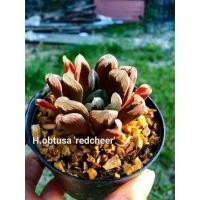 ราคา H.obtusa ‘redcheer’ A069 (19830797117)