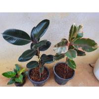 ราคา ยางอินเดียดำต้นสูงใหญ่สวยๆ (10508799299)