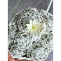 ราคา Mammillaria duwei แมมดูไว ไร้หนามกระถาว3นิ้วแน่นๆ ขนหายากไม้แรร์ (19976333869)