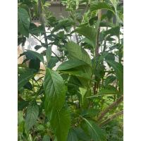 ราคา สมุนไพรป่าช้าเหงา (หนานเฉาเหว่ย) เก็บสด (27702377910)