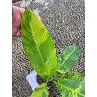 ราคา ต้นกล้วยไข่ทองคตด่าง ต้นที่ส่ง คือ ต้นในรูป ด่างสวย (40067456233)