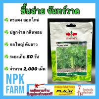 ราคา ผักซองศรแดง ขึ้นฉ่าย จันทร์วาด จำนวน 2,000 เมล็ด หมดอายุ 02/07/2568 งอกดี ปลูกง่าย กอใหญ่ ต้นขาว (26162130530)