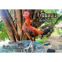 ราคา ไข่เชื้อ ไข่ไก่ชน พม่าม้าล่อ เจ้าปิ่นทอง ซุ้มไก่ ขวัญชัย (21856342489)