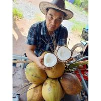 ราคา มะพร้าวกะทิน้ำหอมตันเตี้ย (23280245816)